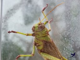 Haus des Meeres 13.03.2026